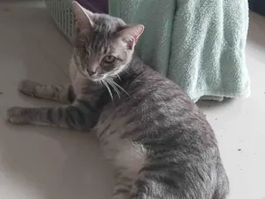 Gato raça SRD-ViraLata idade 7 a 11 meses nome LUKA