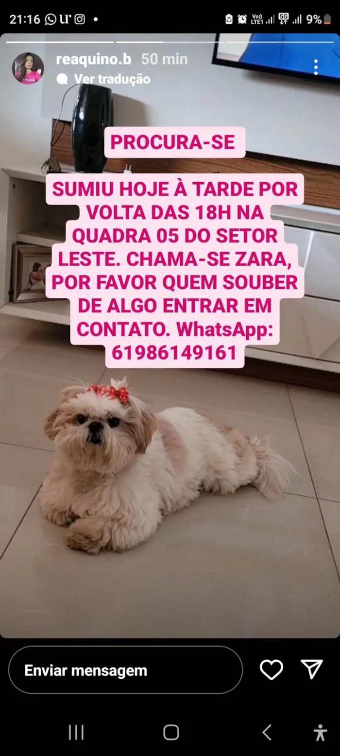 Cachorro ra a Shitzu idade 6 ou mais anos nome GRATIFICA - Zara