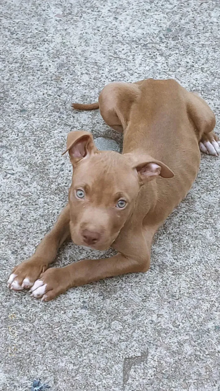 Cachorro ra a Pit-Bull idade 2 a 6 meses nome Príncipe 