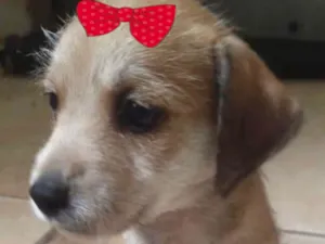 Cachorro raça Mestica  idade 2 a 6 meses nome Brenda 