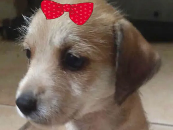 Cachorro ra a Mestica  idade 2 a 6 meses nome Brenda 