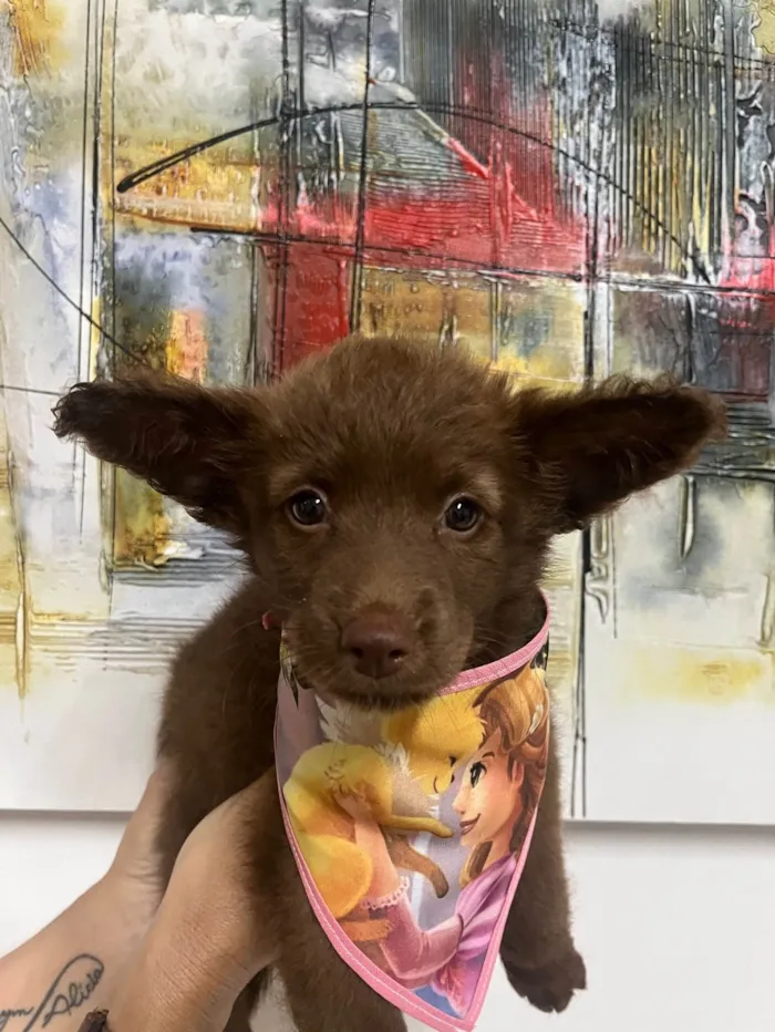 Cachorro ra a SRD-ViraLata idade Abaixo de 2 meses nome Manoela