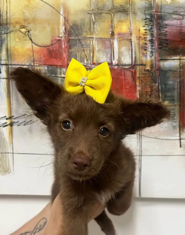 Cachorro ra a SRD-ViraLata idade Abaixo de 2 meses nome Manoela