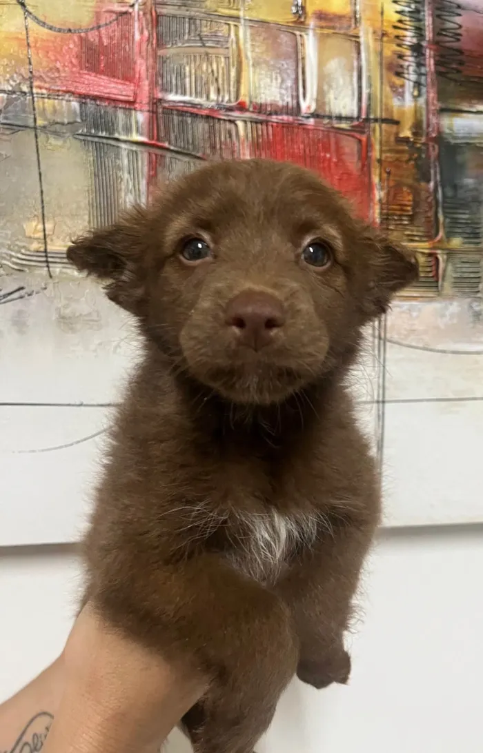 Cachorro ra a SRD-ViraLata idade Abaixo de 2 meses nome Manoela