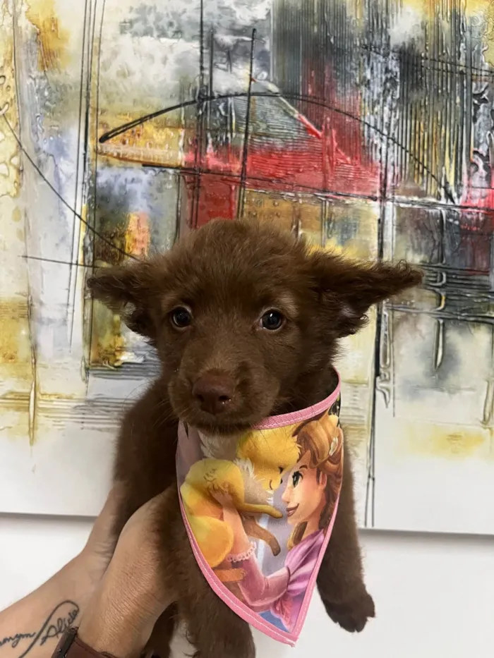 Cachorro ra a SRD-ViraLata idade Abaixo de 2 meses nome Manoela