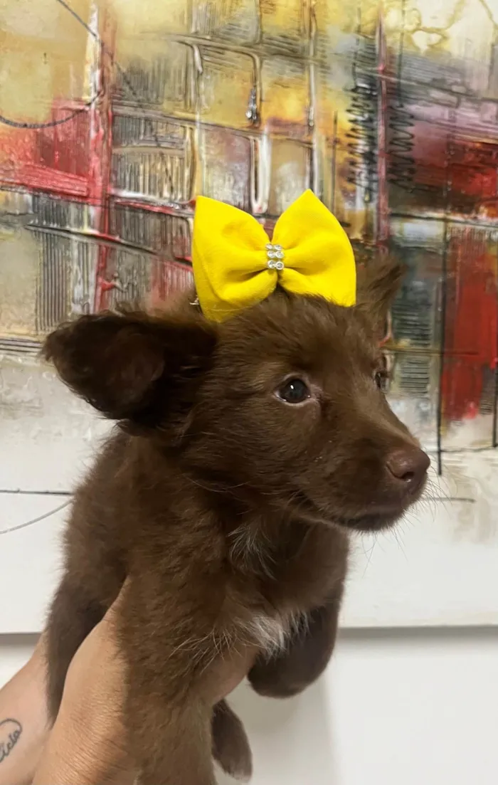 Cachorro ra a SRD-ViraLata idade Abaixo de 2 meses nome Manoela