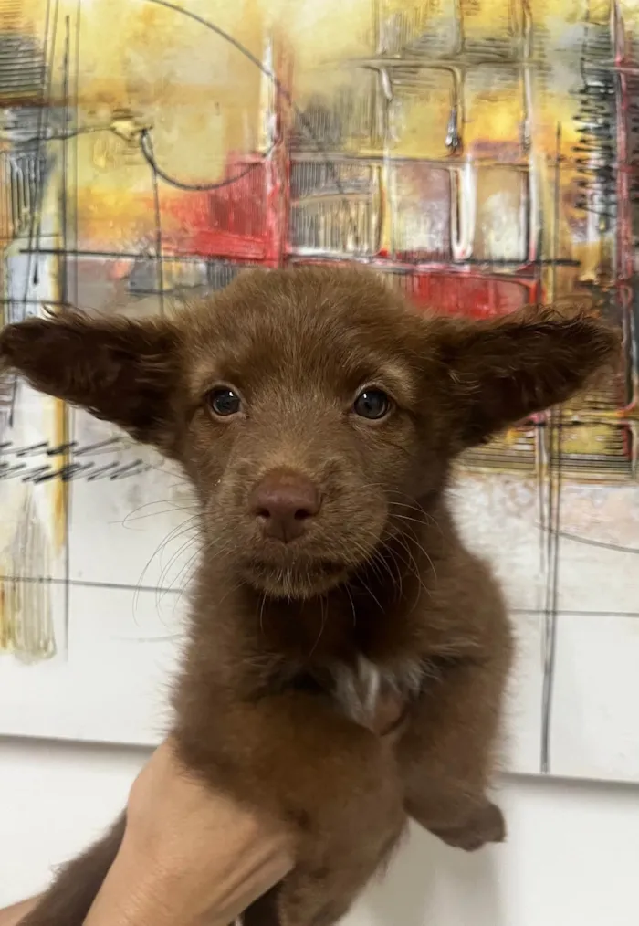 Cachorro ra a SRD-ViraLata idade Abaixo de 2 meses nome Manoela
