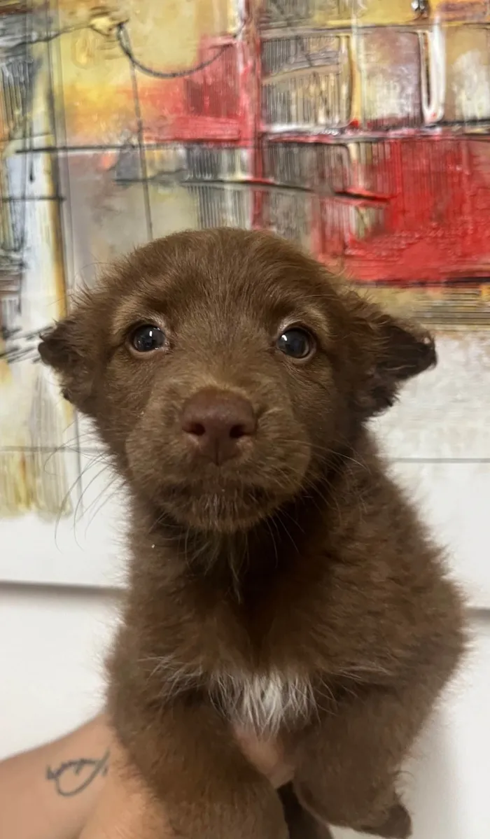 Cachorro ra a SRD-ViraLata idade Abaixo de 2 meses nome Manoela