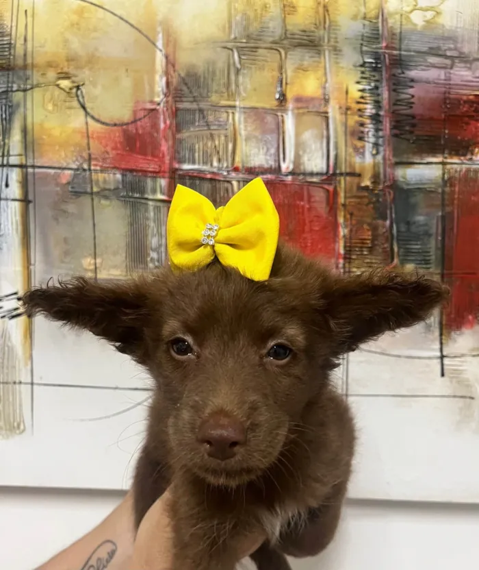 Cachorro ra a SRD-ViraLata idade Abaixo de 2 meses nome Manoela