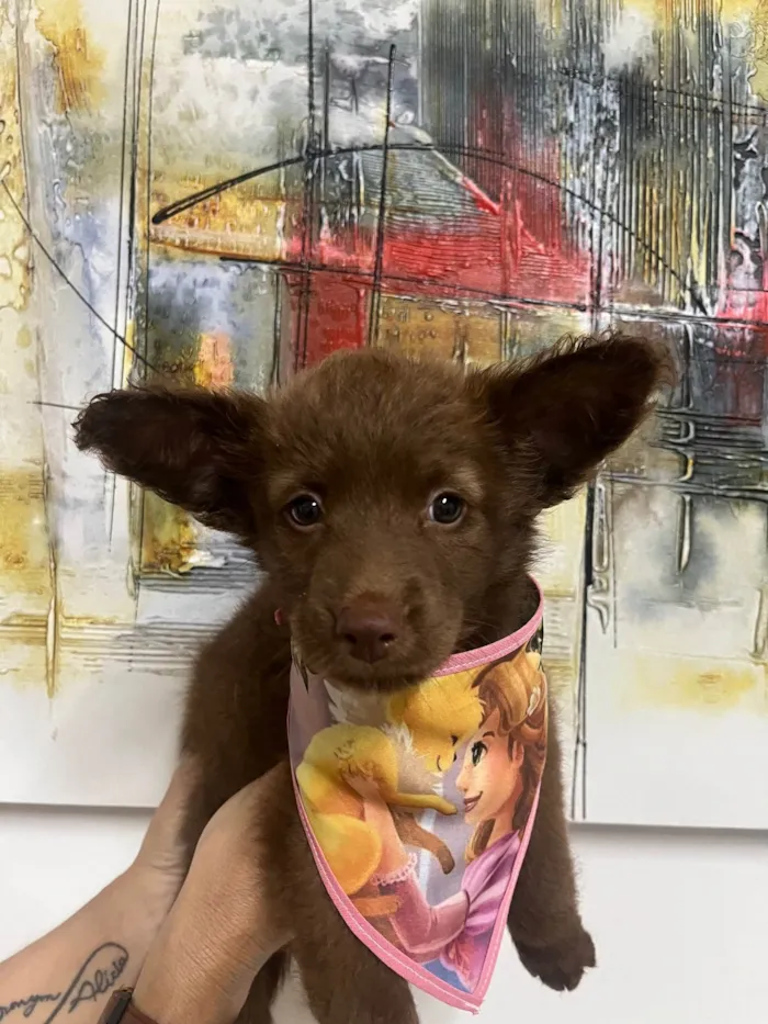 Cachorro ra a SRD-ViraLata idade Abaixo de 2 meses nome Manoela