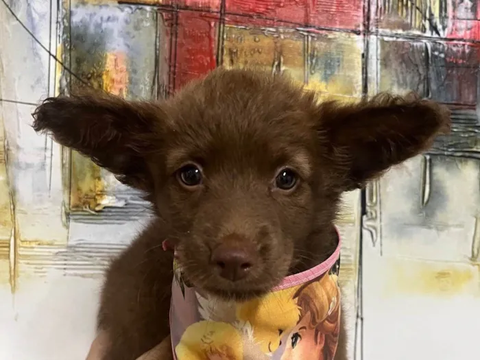 Cachorro ra a SRD-ViraLata idade Abaixo de 2 meses nome Manoela