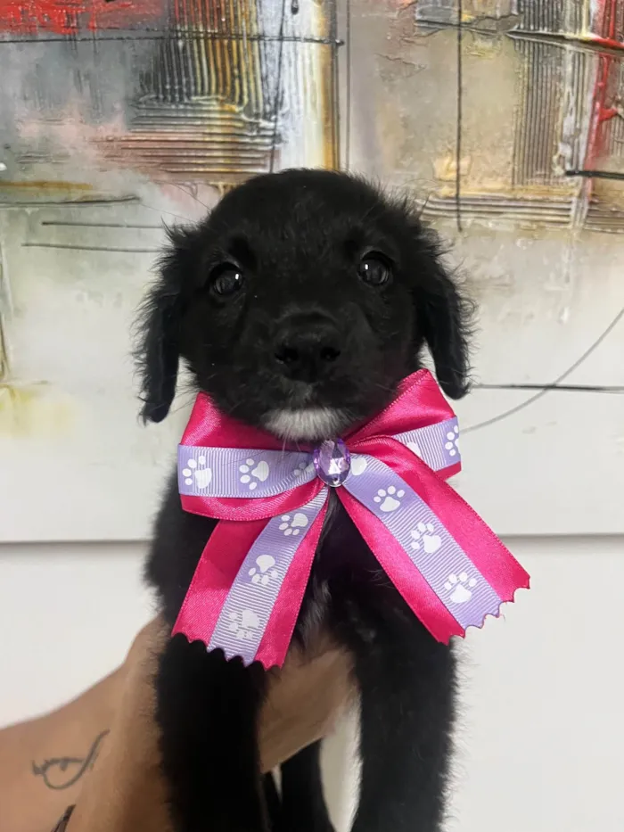 Cachorro ra a SRD-ViraLata idade Abaixo de 2 meses nome Milena