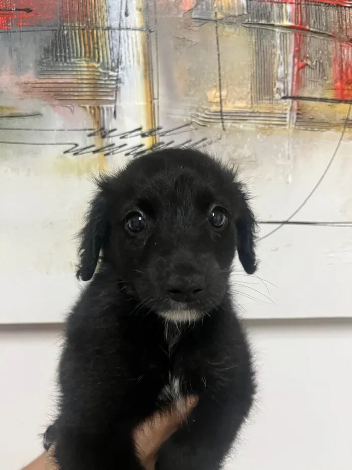 Cachorro ra a SRD-ViraLata idade Abaixo de 2 meses nome Milena
