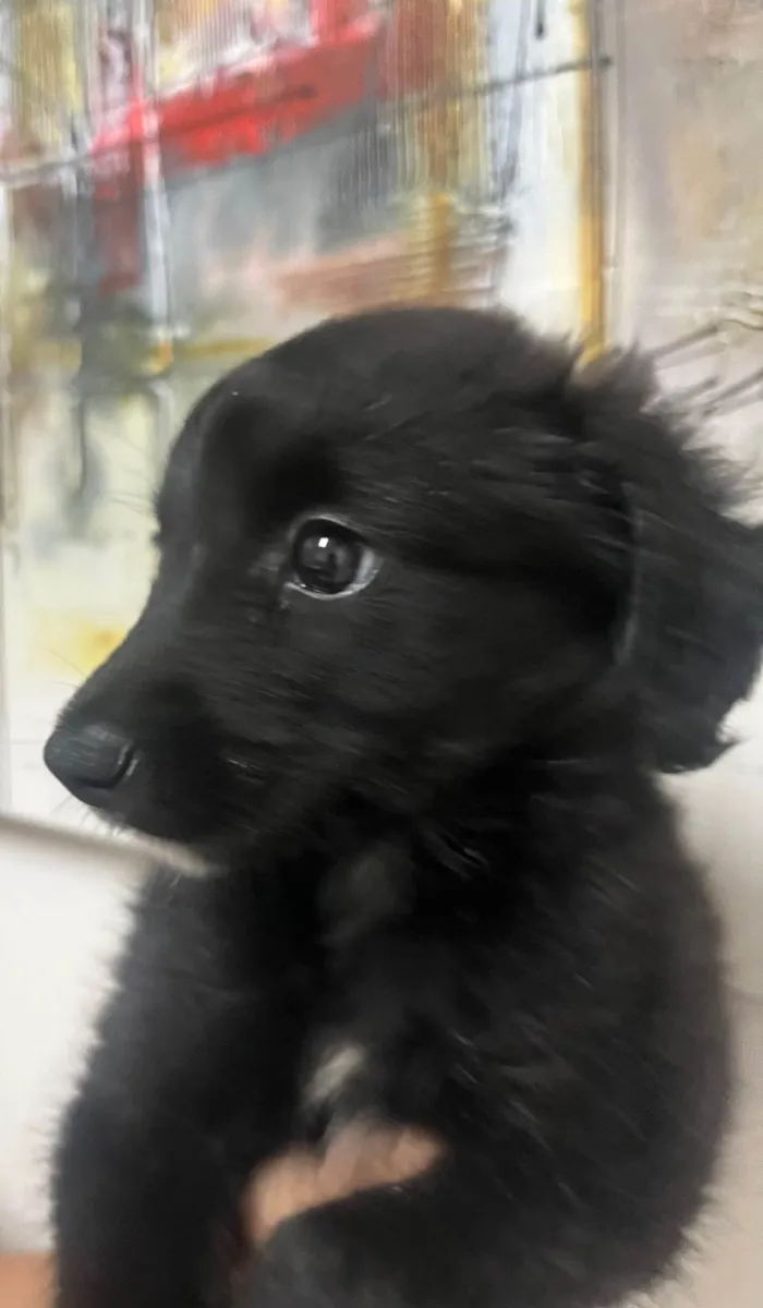 Cachorro ra a SRD-ViraLata idade Abaixo de 2 meses nome Milena