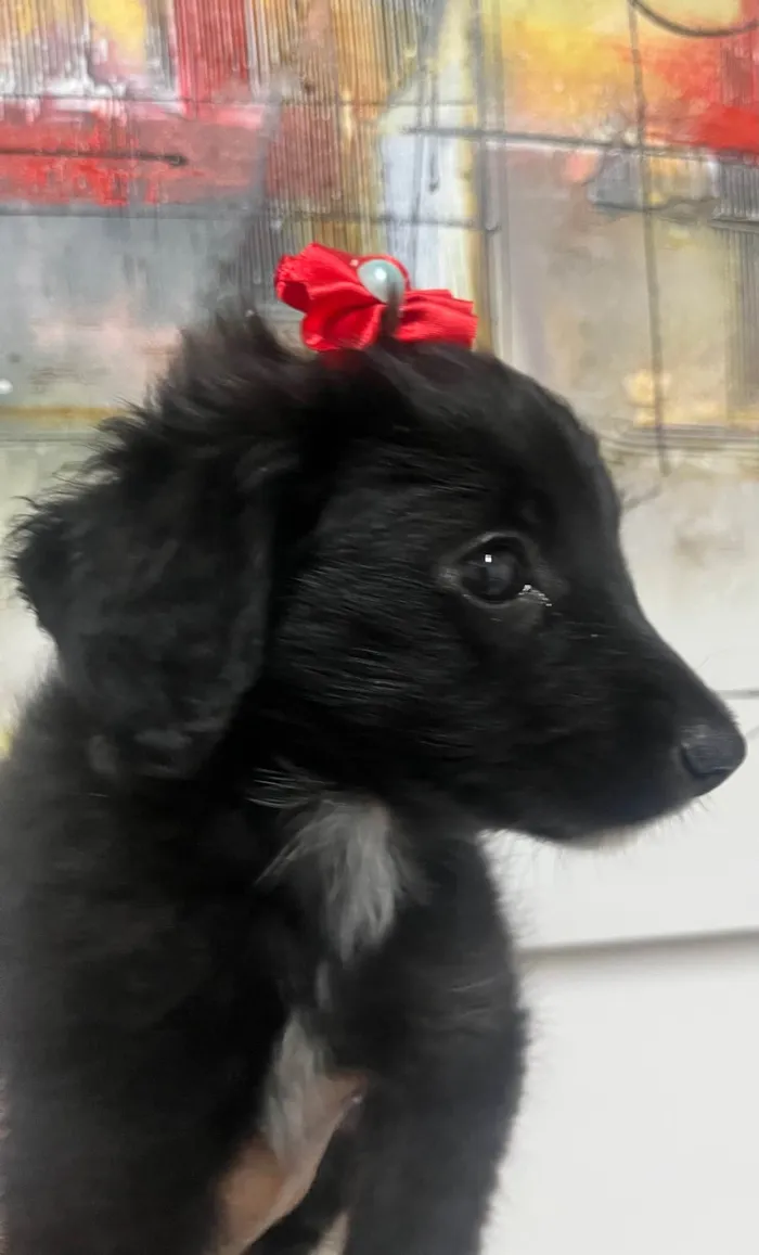 Cachorro ra a SRD-ViraLata idade Abaixo de 2 meses nome Milena