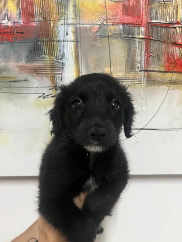 Cachorro ra a SRD-ViraLata idade Abaixo de 2 meses nome Milena