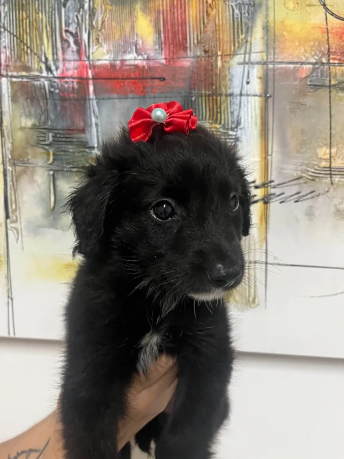 Cachorro ra a SRD-ViraLata idade Abaixo de 2 meses nome Milena