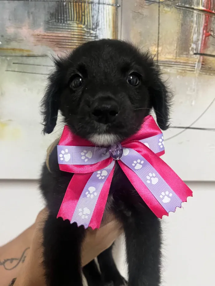 Cachorro ra a SRD-ViraLata idade Abaixo de 2 meses nome Milena