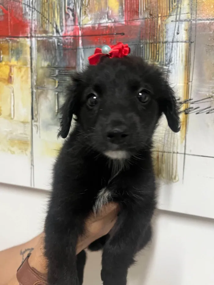 Cachorro ra a SRD-ViraLata idade Abaixo de 2 meses nome Milena