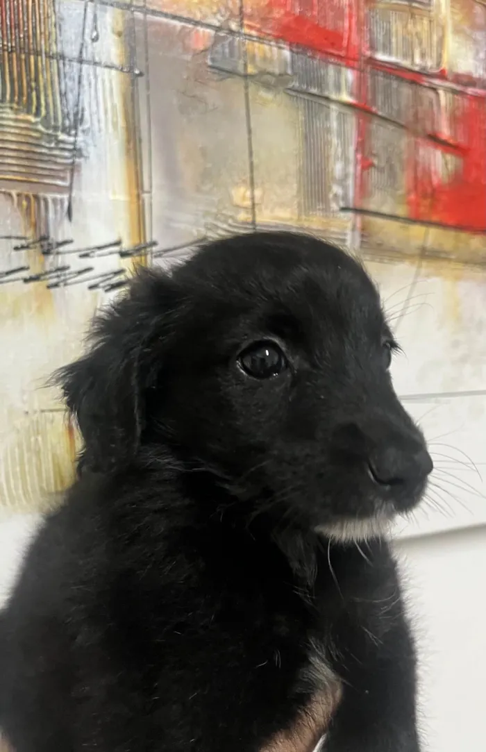 Cachorro ra a SRD-ViraLata idade Abaixo de 2 meses nome Milena