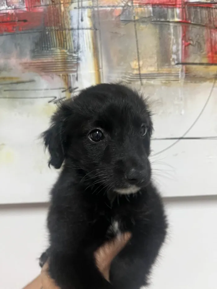 Cachorro ra a SRD-ViraLata idade Abaixo de 2 meses nome Milena