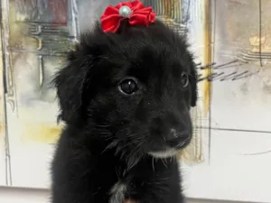 Cachorro raça SRD-ViraLata idade Abaixo de 2 meses nome Milena