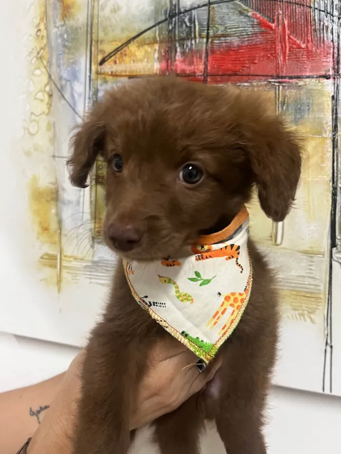 Cachorro ra a SRD-ViraLata idade Abaixo de 2 meses nome Marco