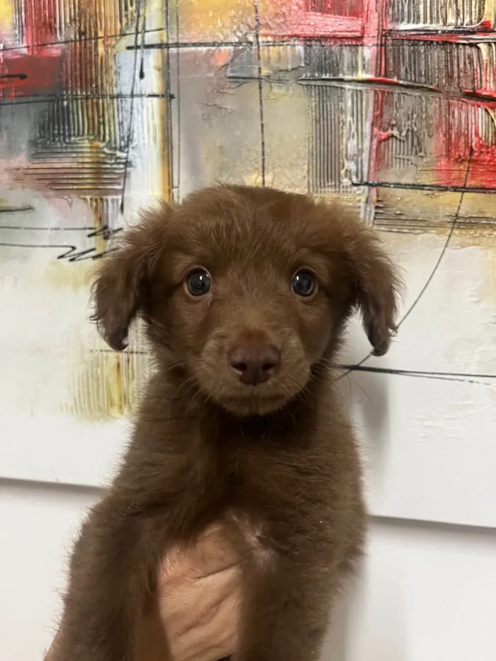 Cachorro ra a SRD-ViraLata idade Abaixo de 2 meses nome Marco