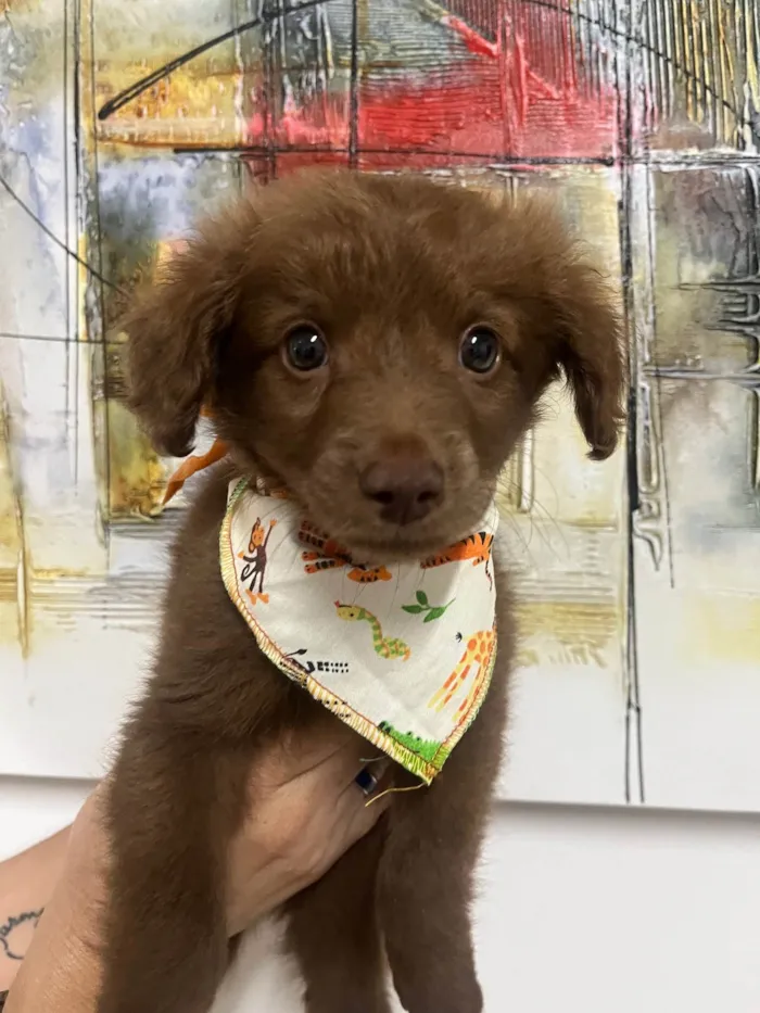 Cachorro ra a SRD-ViraLata idade Abaixo de 2 meses nome Marco
