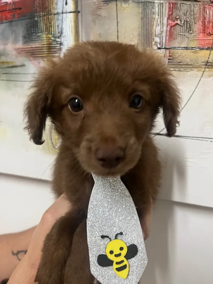 Cachorro ra a SRD-ViraLata idade Abaixo de 2 meses nome Marco