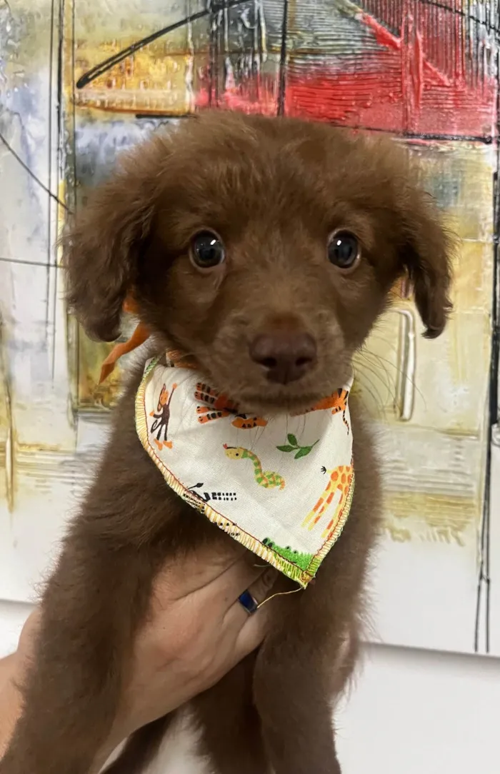 Cachorro ra a SRD-ViraLata idade Abaixo de 2 meses nome Marco