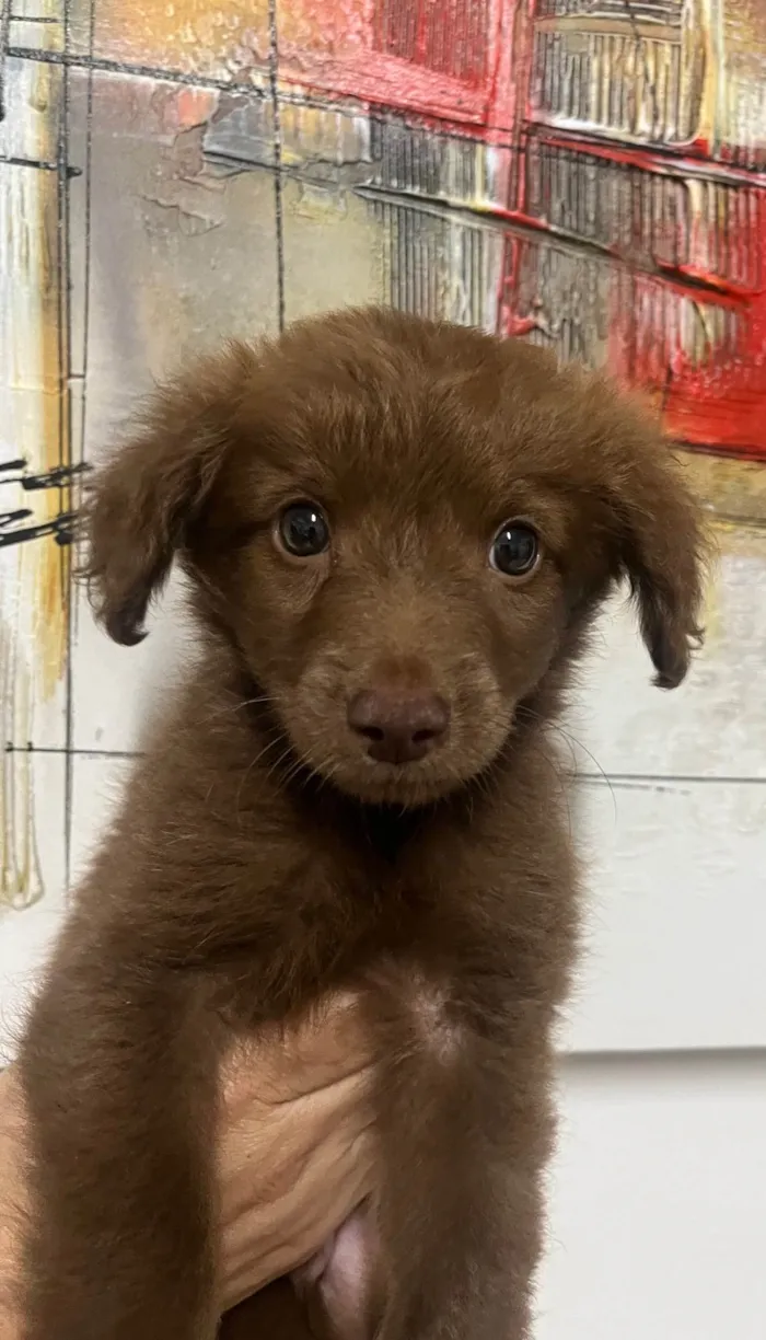 Cachorro ra a SRD-ViraLata idade Abaixo de 2 meses nome Marco