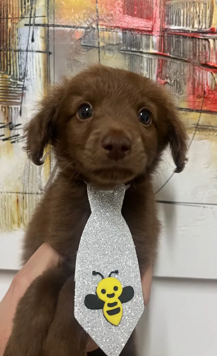 Cachorro ra a SRD-ViraLata idade Abaixo de 2 meses nome Marco