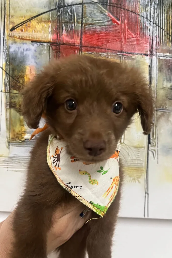 Cachorro ra a SRD-ViraLata idade Abaixo de 2 meses nome Marco