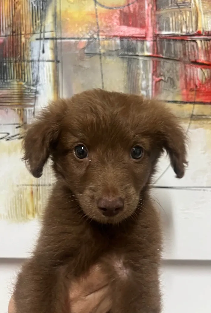 Cachorro ra a SRD-ViraLata idade Abaixo de 2 meses nome Marco