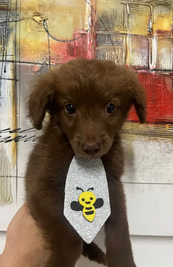 Cachorro ra a SRD-ViraLata idade Abaixo de 2 meses nome Marco
