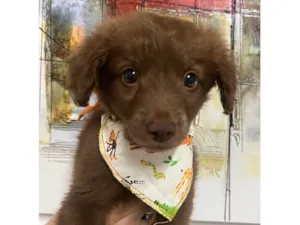 Cachorro raça SRD-ViraLata idade Abaixo de 2 meses nome Marco