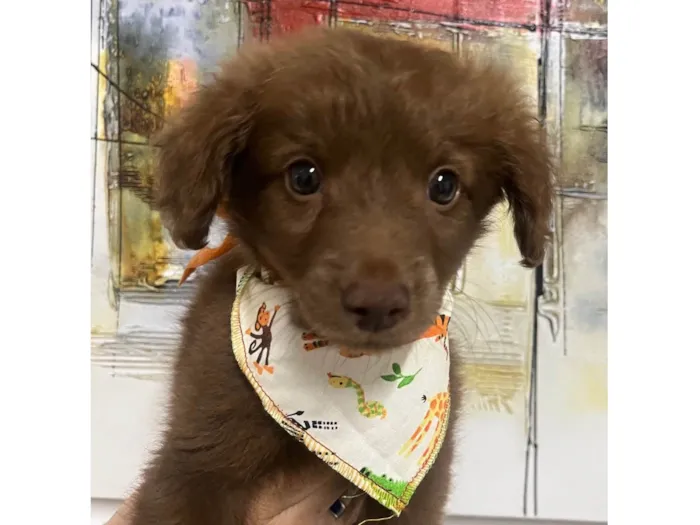 Cachorro ra a SRD-ViraLata idade Abaixo de 2 meses nome Marco