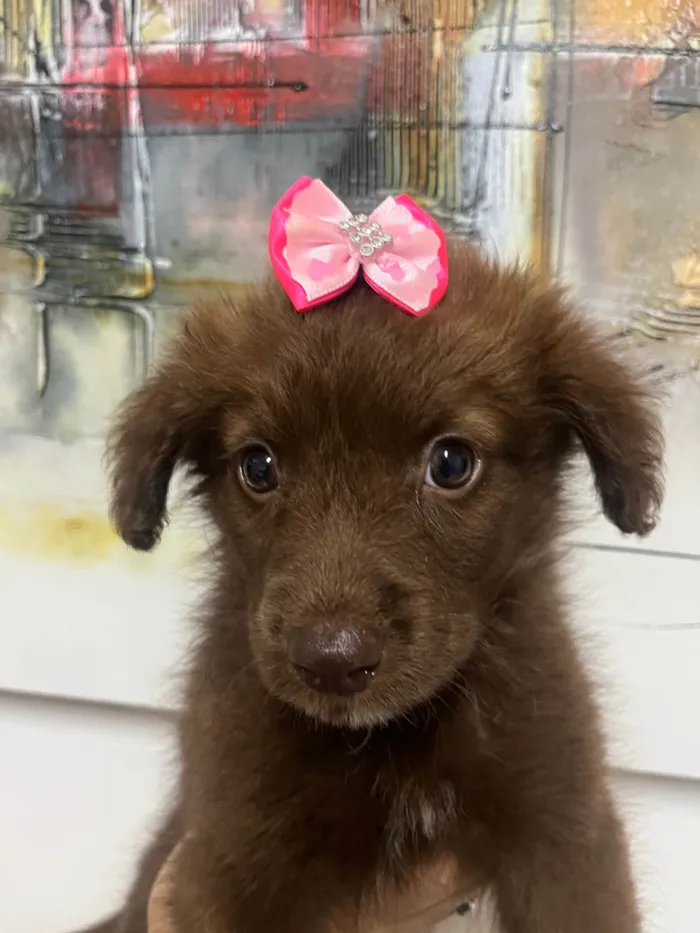 Cachorro ra a SRD-ViraLata idade Abaixo de 2 meses nome Monalisa