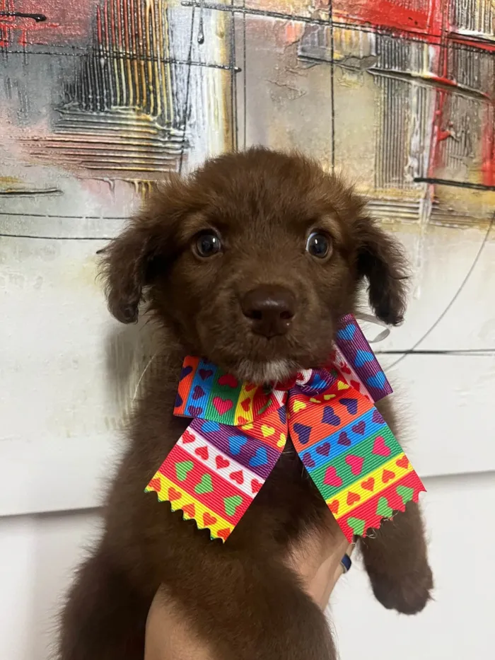 Cachorro ra a SRD-ViraLata idade Abaixo de 2 meses nome Monalisa