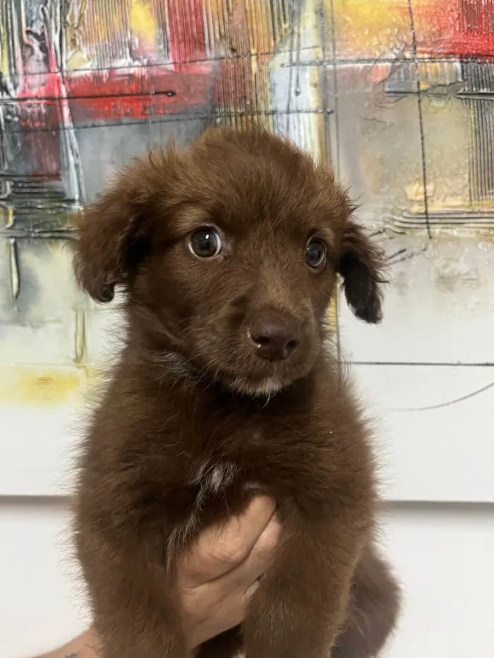 Cachorro ra a SRD-ViraLata idade Abaixo de 2 meses nome Monalisa