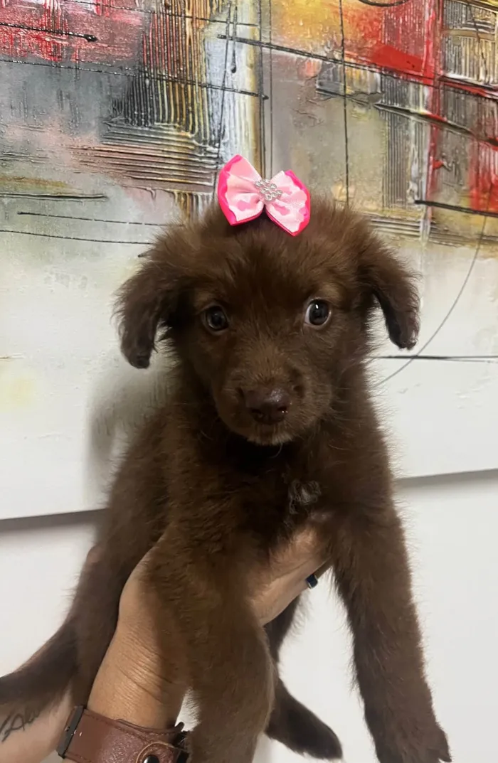 Cachorro ra a SRD-ViraLata idade Abaixo de 2 meses nome Monalisa