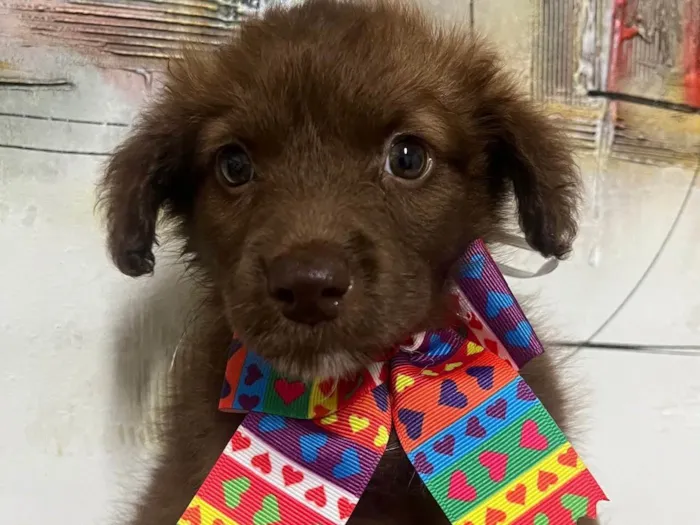 Cachorro ra a SRD-ViraLata idade Abaixo de 2 meses nome Monalisa