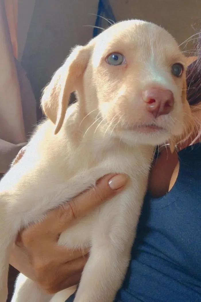 Cachorro ra a SRD-ViraLata idade 2 a 6 meses nome Melissa