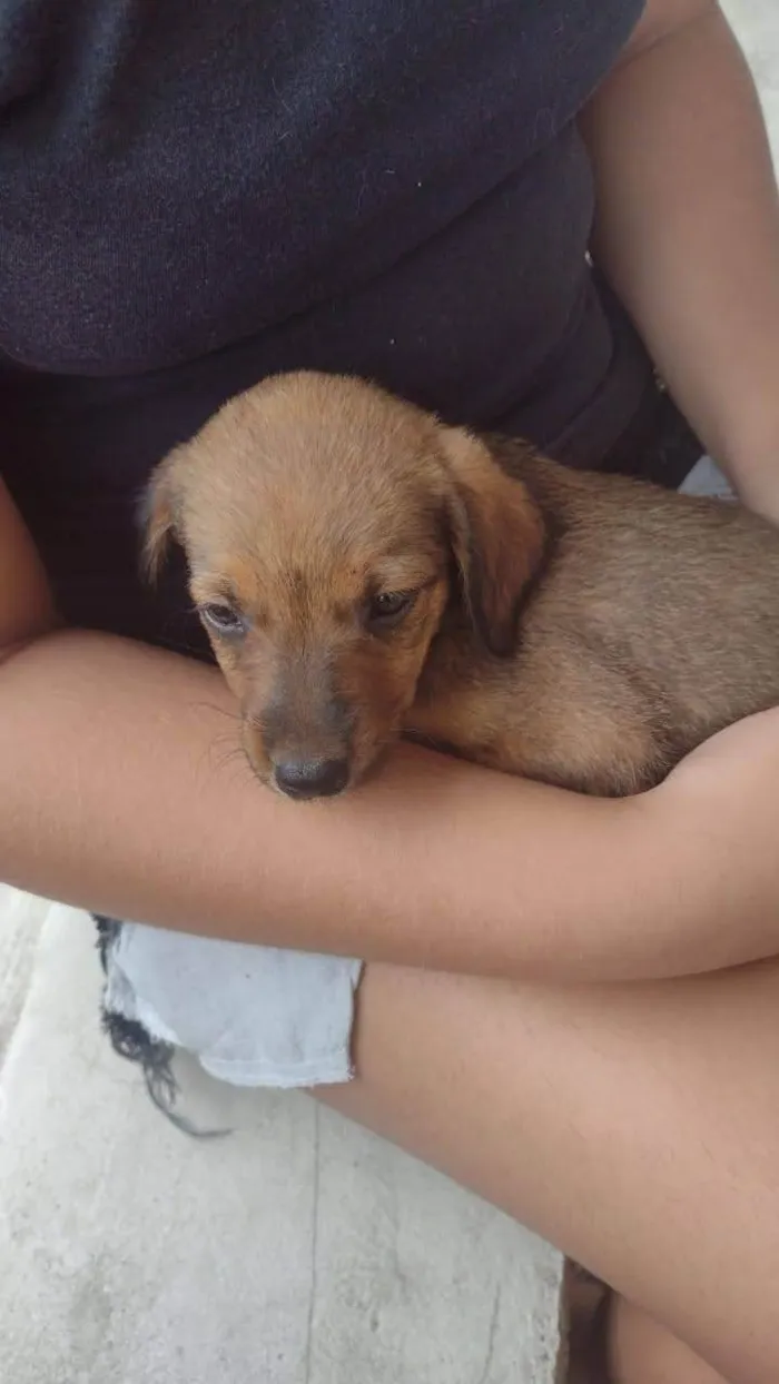 Cachorro ra a SRD-ViraLata idade 2 a 6 meses nome Manolo