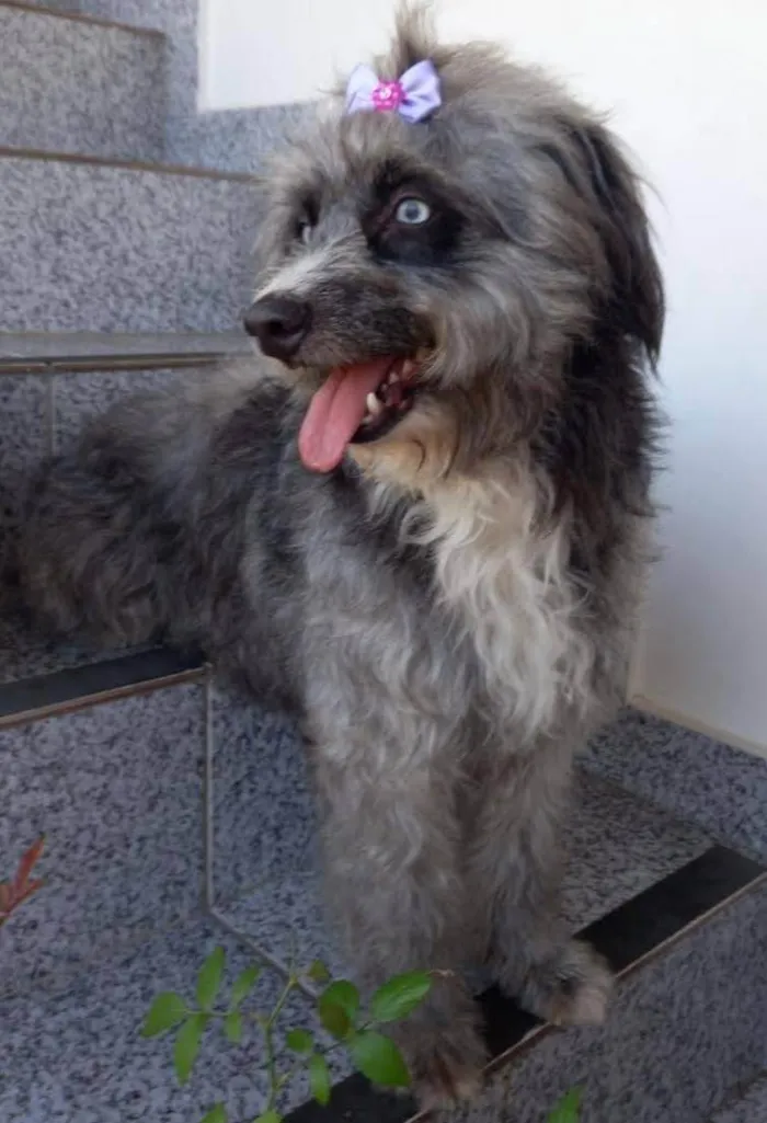 Cachorro ra a SRD-ViraLata idade 1 ano nome Atena