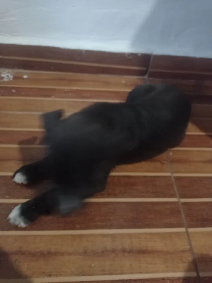 Cachorro ra a SRD-ViraLata idade Abaixo de 2 meses nome Piedi