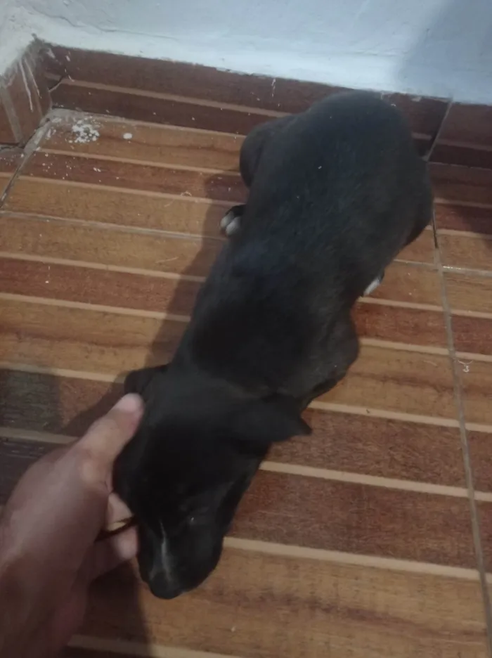 Cachorro ra a SRD-ViraLata idade Abaixo de 2 meses nome Piedi