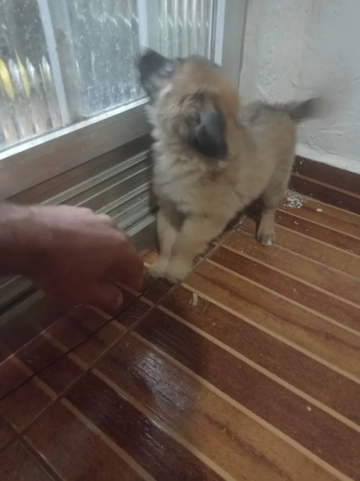 Cachorro ra a SRD-ViraLata idade Abaixo de 2 meses nome Orelha 