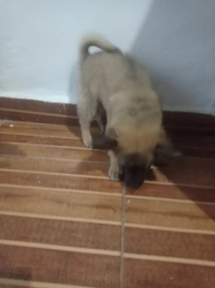 Cachorro ra a SRD-ViraLata idade Abaixo de 2 meses nome Orelha 